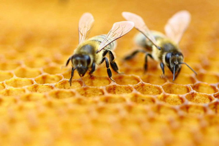Kineski par držao 10.000 pčela na balkonu zgrade