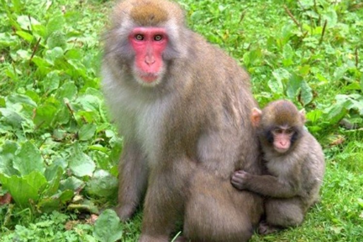Implantirao ljudske gene u mozak majmuna, tvrdi da su postali pametniji