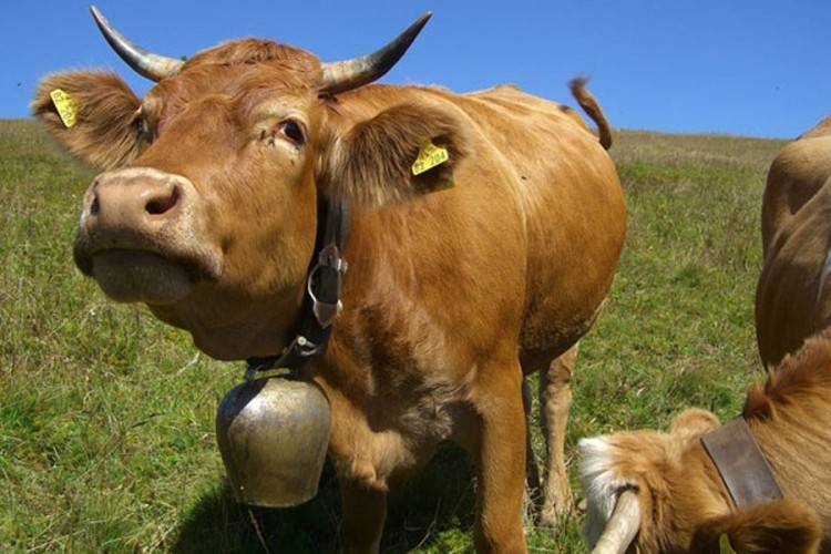 Krave dobile presudu protiv komšija koje se žale na njihova zvona
