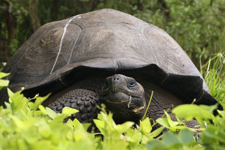 Uginula ženka jedne od najrijeđih vrsta kornjača