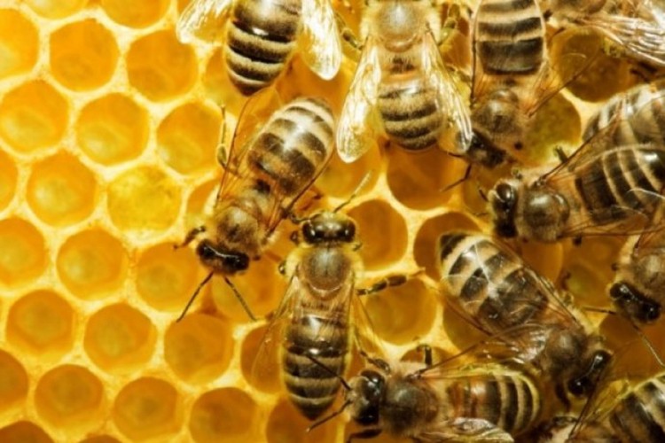 Pomor pčela u Hrvatskoj