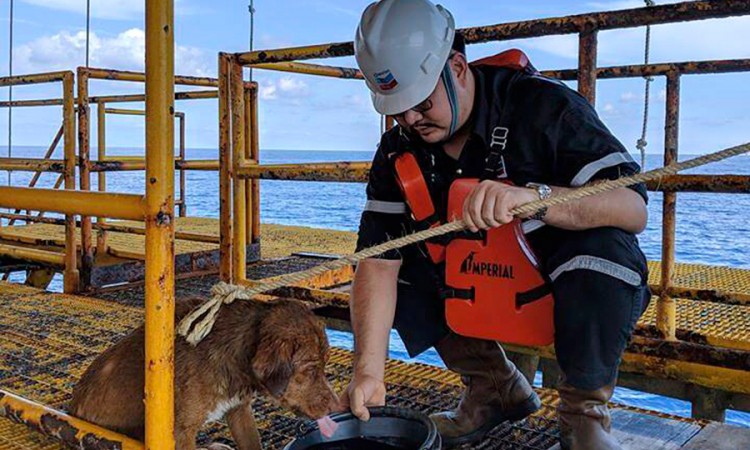 Spasili psa iz mora 220 kilometara od obale