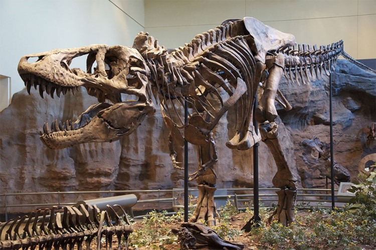 Kolekcionar prodaje fosilne kosti tiranosaurusa