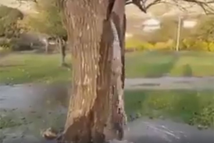 Iz drveta starog više od 100 godina teče voda