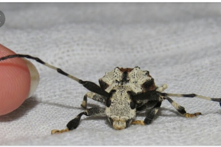 Škorpion buba jedini insekt koji izbacuje otrov kroz antene