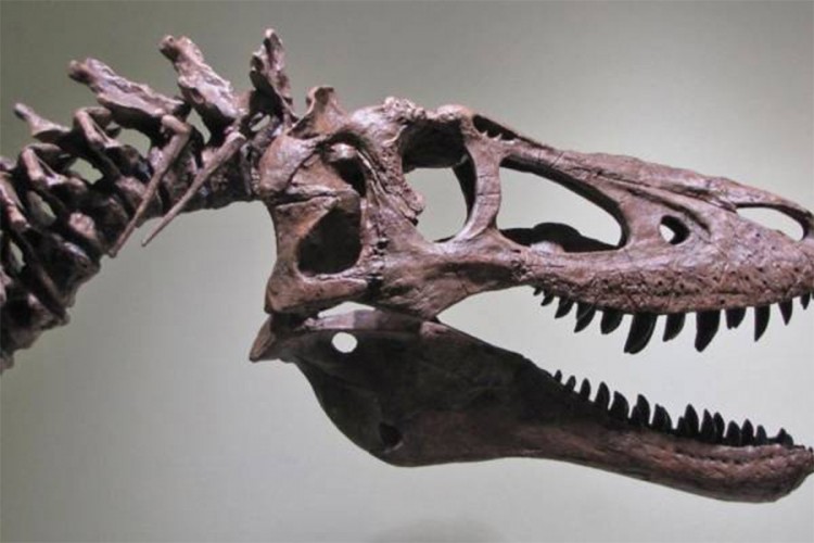 Na prodaju skelet bebe tiranosaurusa