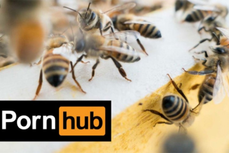 Porno sajt u misiji spašavanja pčela od izumiranja