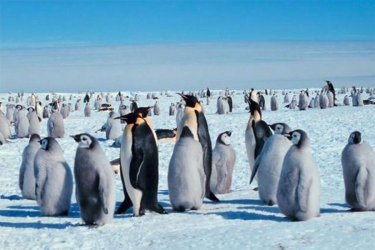 Hiljade beba pingvina nestalo u moru na Antarktiku