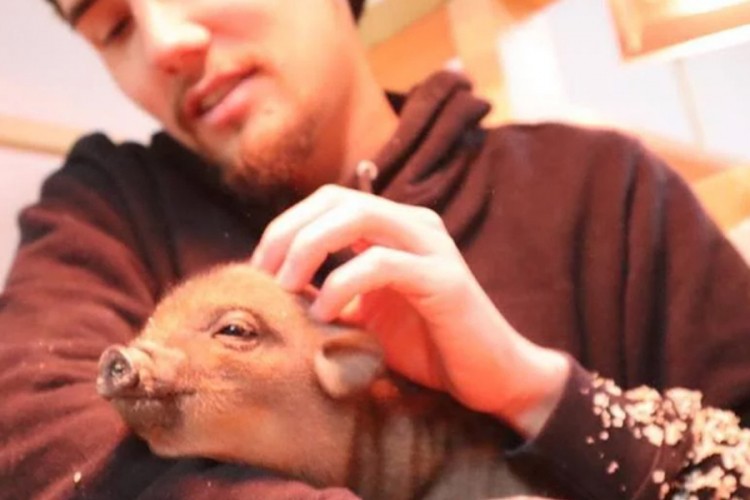 U Tokiju otvoren prvi kafić u kojem se gosti druže sa svinjama