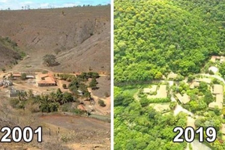 Posadili dva miliona stabala i oživjeli čitav ekosistem