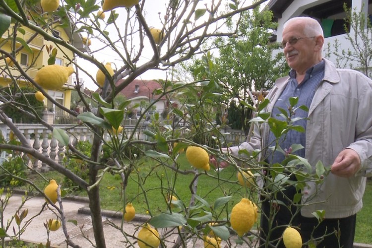Imam u penziji na imanju u Sanskom Mostu uzgaja limun