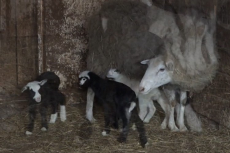 Ovca ojagnjila četiri jagnjeta u Banjaluci