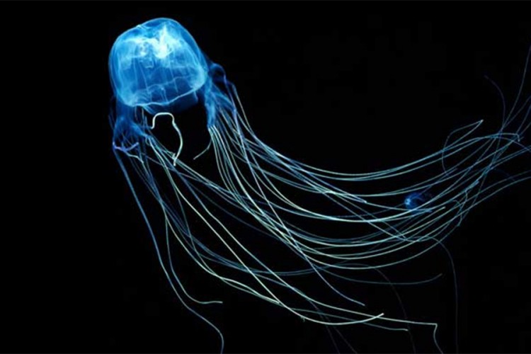 Naučnici pronašli protivotrov za smrtonosnu meduzu