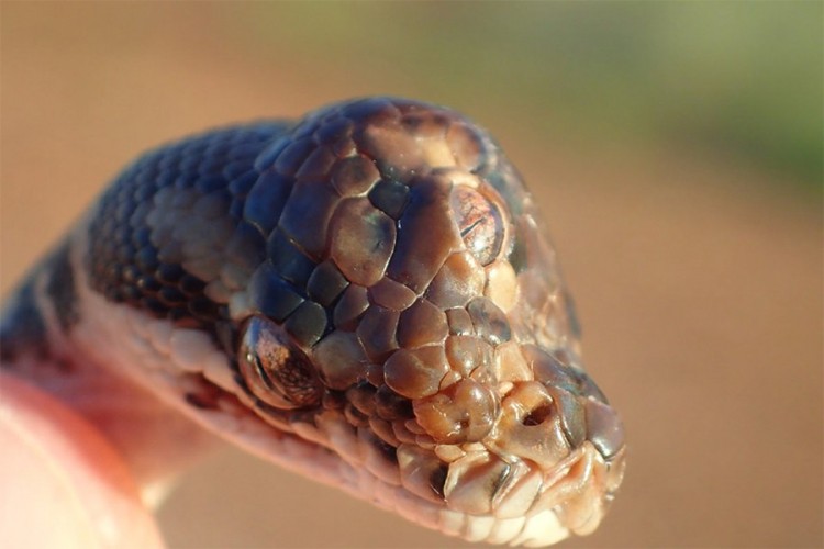 Trooka zmija pronađena na australijskom tlu