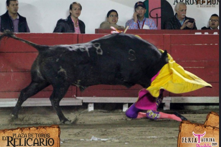 Bik rogovima probio lice matadoru