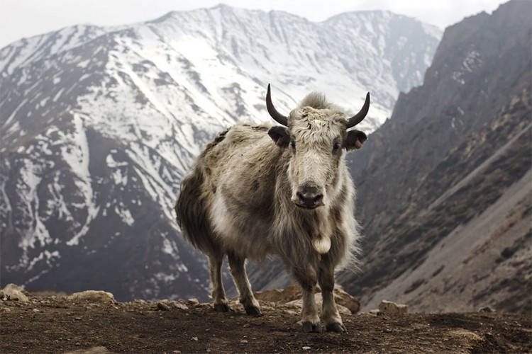 Uginulo najmanje 300 himalajskih jakova