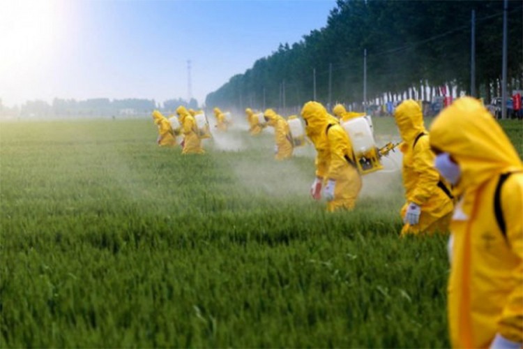 Sud odlučio: Monsanto kriv za kancer potrošača
