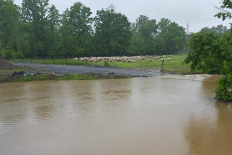 Stado od 550 ovaca zarobljeno zbog poplava