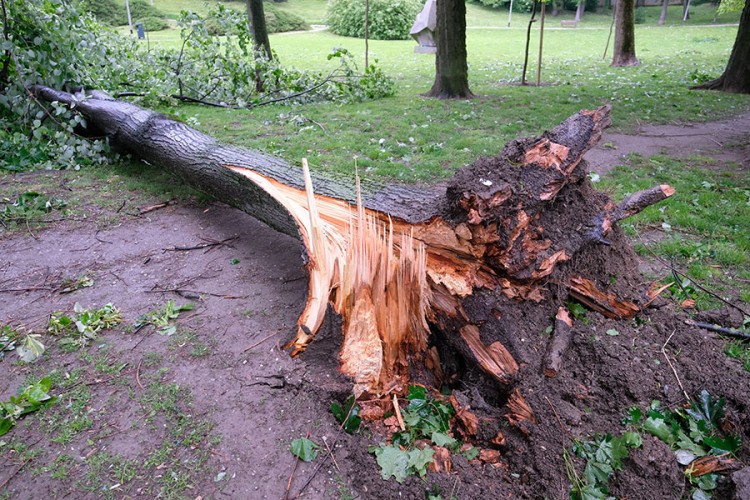 Vjetar rušio drveće po Zagrebu: Stabla pala na Hitnu pomoć i javni WC