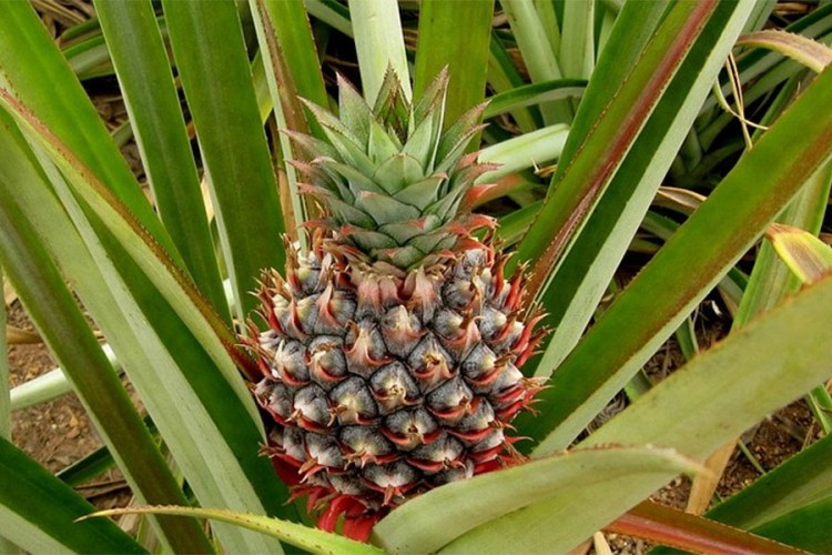 Ananas, tropska supernamirnica
