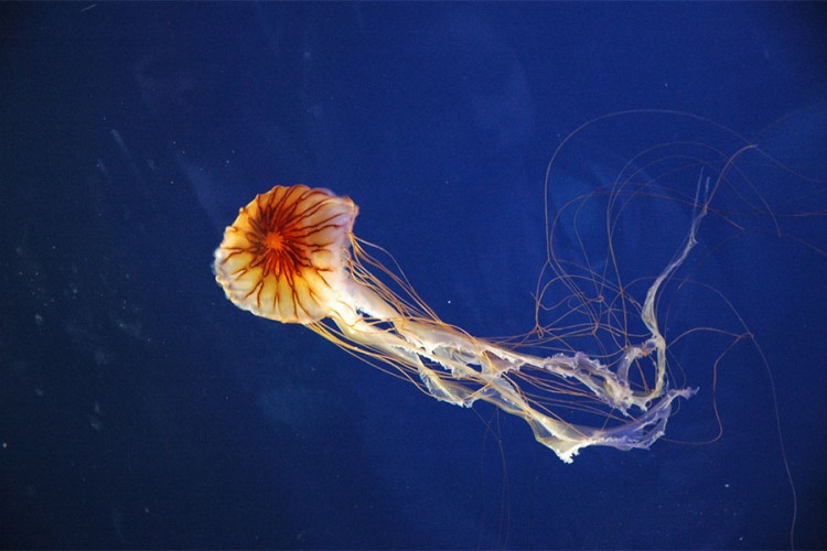 U Jadranskom moru se pojavila otrovna meduza