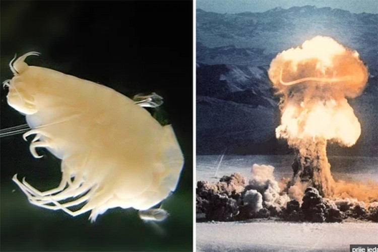 Tragovi bombe iz nuklearnih testova na dnu okeana