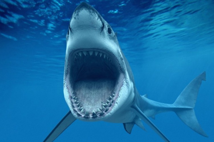 Ovako izgleda morski pas iz bh. voda: Na donjoj vilici ima 1.200 zuba