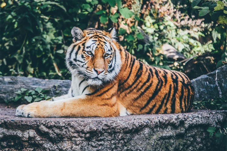 Ubijeno 11 tigrova zbog rituala