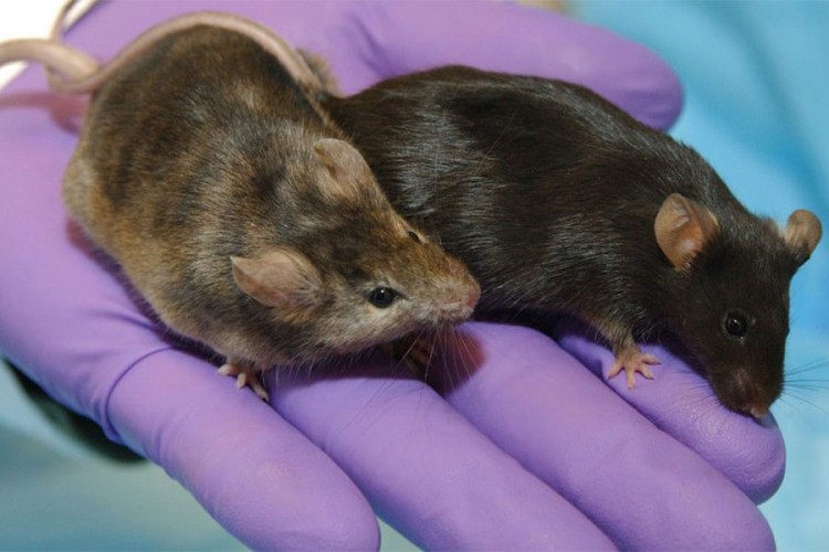 U Sloveniji zabilježeno 75 slučajeva mišje groznice
