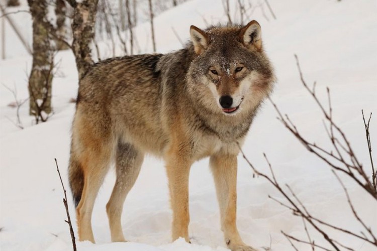 Njemačka ublažila zakon za odstrel vukova