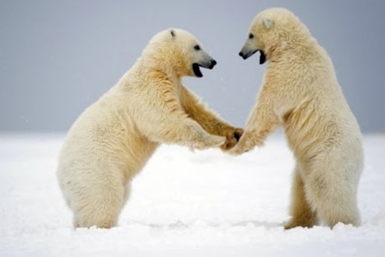 Raste broj polarnih medvjeda na Arktiku