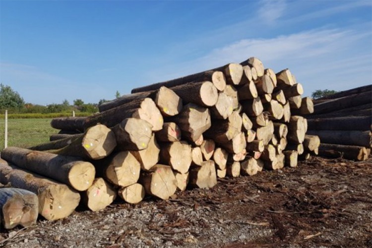 Šarović traži zabranu izvoza drvnih sortimenata