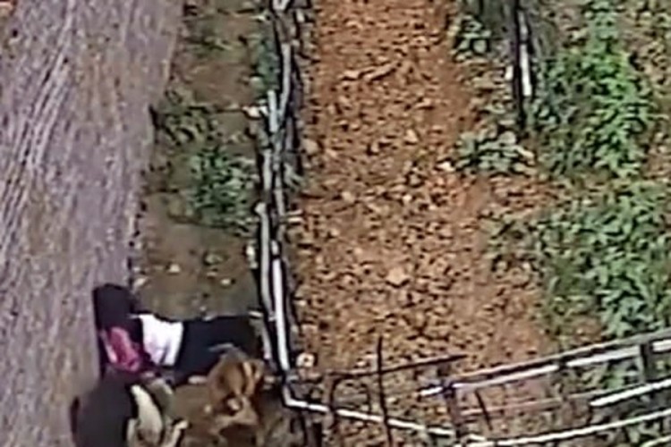 Djevojčicu napala tri psa dok se vraćala iz škole (UZNEMIRUJUĆE)