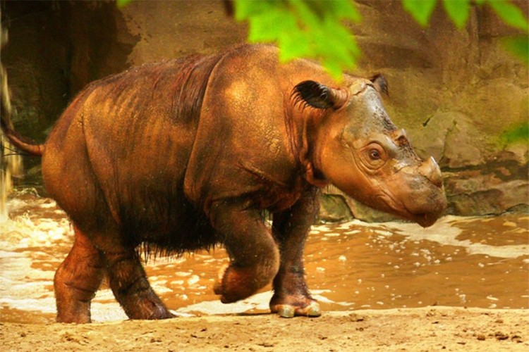 Uginuo posljednji mužjak sumatranskog nosoroga