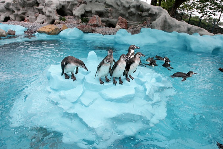 Otvoren novi pingvinarijum u beogradskom Zoo vrtu