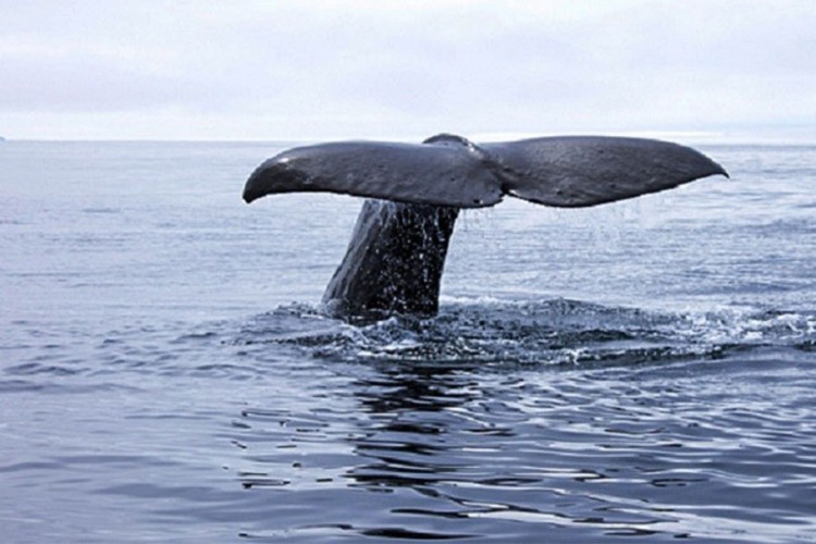 Pokrenuta istraga povodom masovnog uginuća sivih kitova