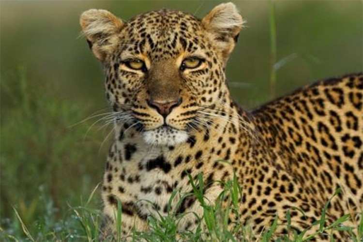Leopard rastrgao bebu