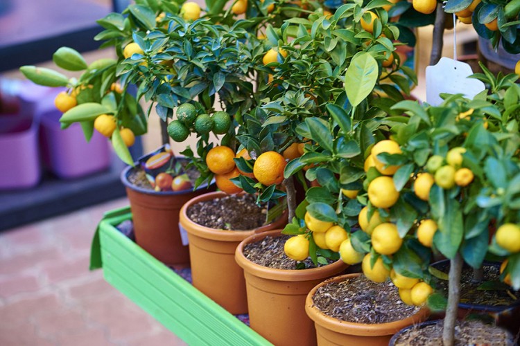 Patuljasto voće idealno za terase