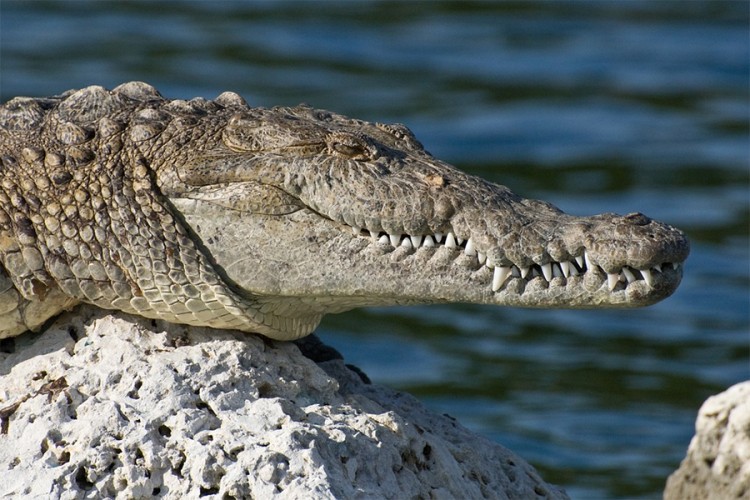 Viđen krokodil u Podgorici?