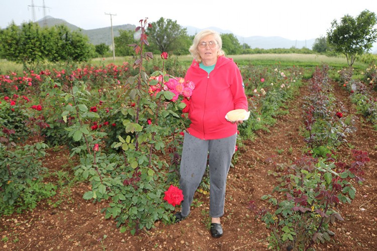 Penzionisana profesorica uzgaja 500 ruža i pravi "sir vitalnosti"