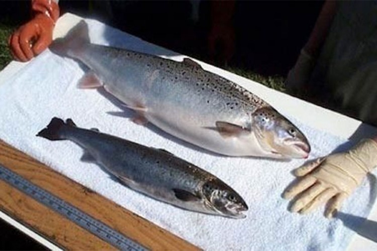 GMO losos stiže u američke prodavnice