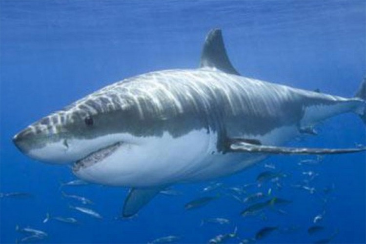 Koja vrsta morskog psa je snimljena kod Makarske?