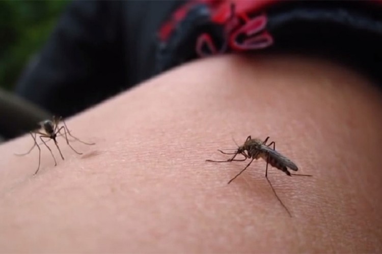 Zaprašivanje komaraca u Banjaluci dan ranije zbog njihove najezde