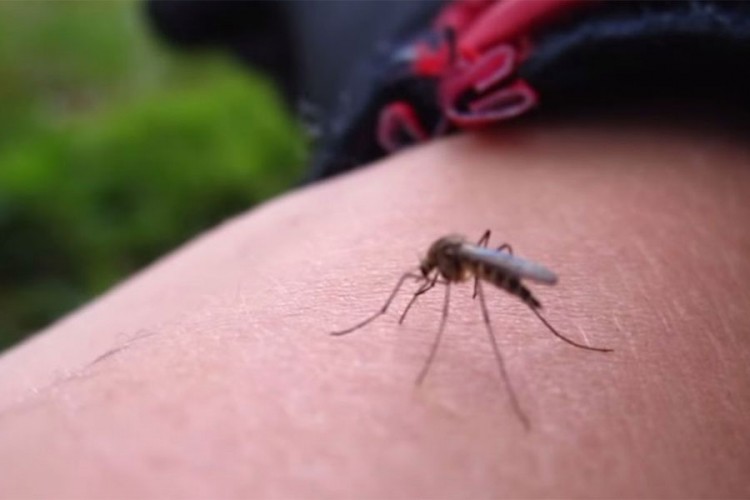 Najezda komaraca u Sanskom Mostu