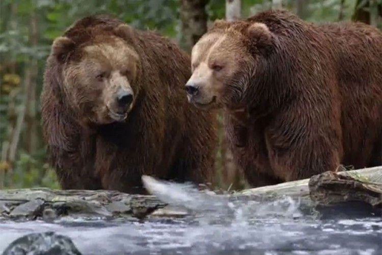 Dva medvjeda šetaju u okolini Cazina, lovci pozvali na oprez