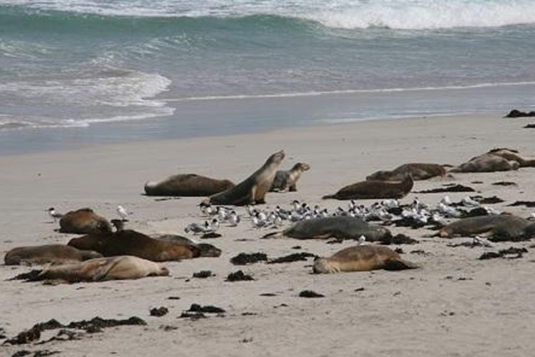 Otkriveno najmanje 60 mrtvih foka