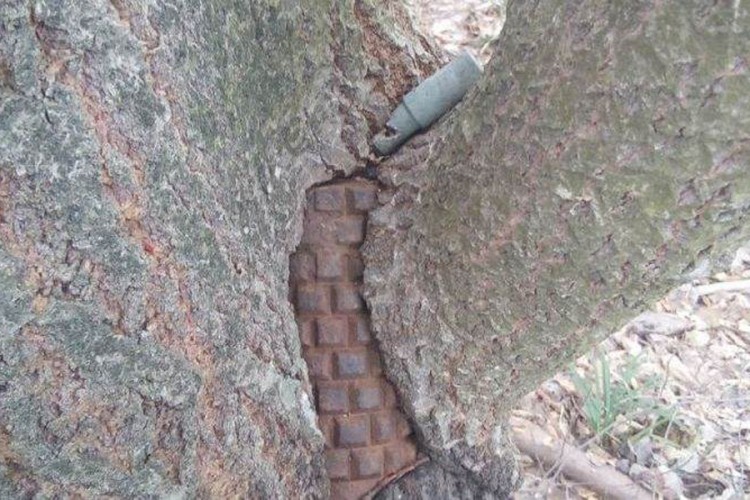 Kod Sarajeva ukradeno drvo u kojem je bila mina