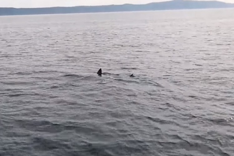 Kod Makarske ponovo snimljen morski pas