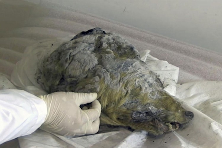 Pronađena savršeno očuvana glava vuka iz Ledenog doba