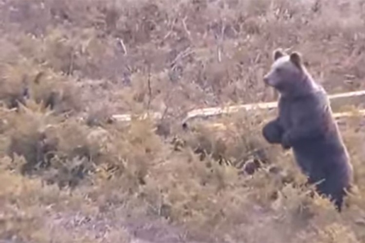 Medvjed i mladunčad snimljeni kod Bihaća